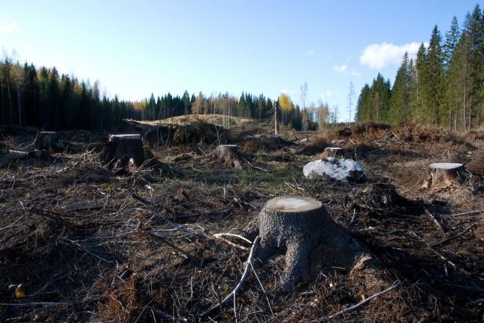 Human impact in the taiga