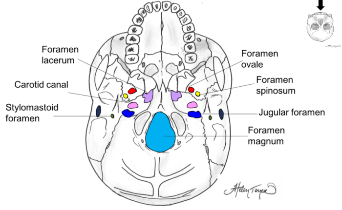 Foramina of the skull quiz