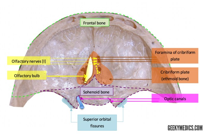 Foramina of the skull quiz