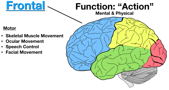 Section of the brain crossword clue