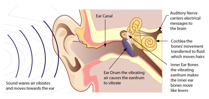 Section 17.4 sound and hearing answer key