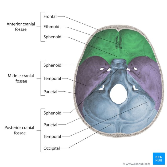 Foramina of the skull quiz