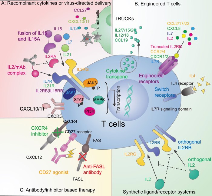 The media perform the signaling role by