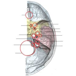 Foramina of the skull quiz