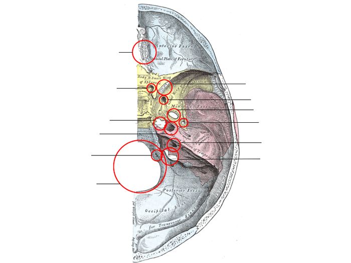 Foramina of the skull quiz