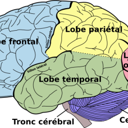 Brain lobes parts lobe temporal facts labeled four frontal occipital other science helps