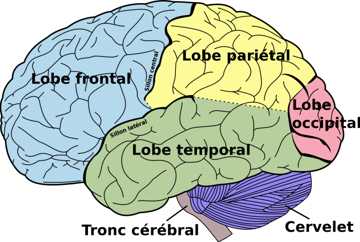 Brain lobes parts lobe temporal facts labeled four frontal occipital other science helps