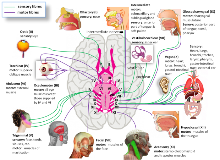 Gross cranial nerves lab