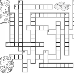 Cell organelle crossword puzzle answer key pdf