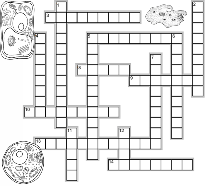 Cell organelle crossword puzzle answer key pdf