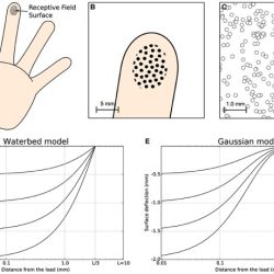 Touch sensitivity ingridscience ca activities