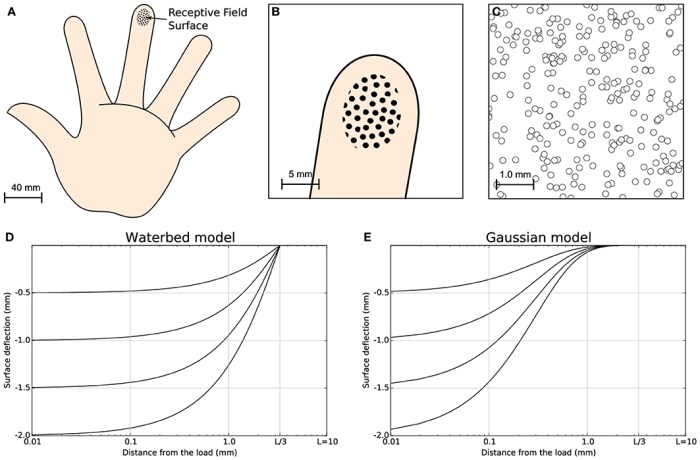 Touch sensitivity ingridscience ca activities