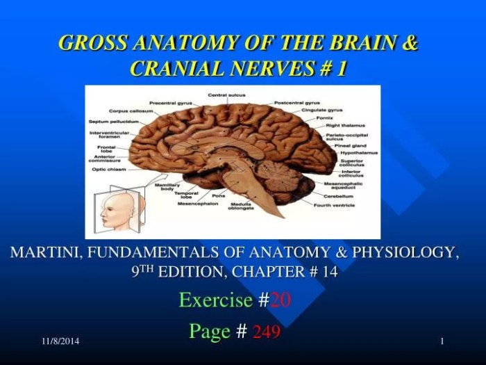 Brain gross anatomy nerves cranial sheet review solved