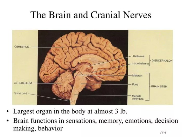 Gross anatomy of the brain and cranial nerves exercise 17