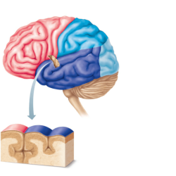 Gross anatomy of the brain and cranial nerves exercise 17