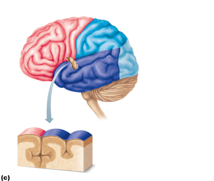 Gross anatomy of the brain and cranial nerves exercise 17